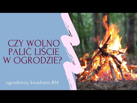 Ogrodniczy kwadrans #34. Czy wolno palić liście w ogrodzie?