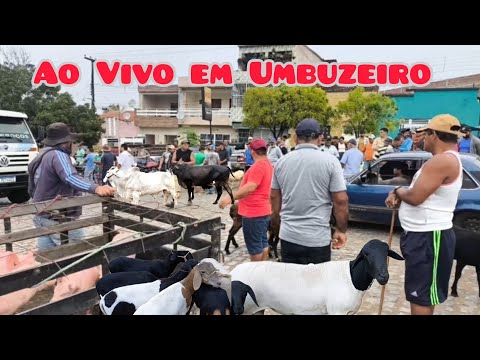 AO VIVO NA FEIRA DE ANIMAIS DE UMBUZEIRO PARAÍBA 