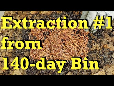 Migrated worms are relocated from 140-day old bin to NEW Bin - vermicomposting