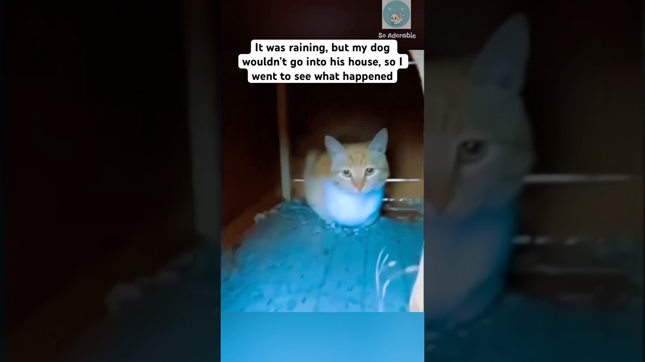 The cat looks like final boss 😂 #shorts #cat #catlovers