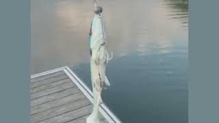 Hostage Valley Shad 14cm UV Saibling