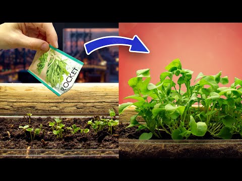 Growing Rucola Rocket Time Lapse -  36 Days (Eruca sativa)