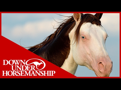 Clinton Anderson Presents: Titan a Legend in the Making, Lesson 9, Part 1 - Downunder Horsemanship