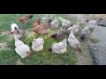 Synergy with chickens.