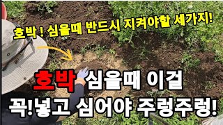 호박! 이거만 해주면 내가 원하는만큼 수확합니다! #호박재배 #호박키우기 #호박모종심는법 #호박거름주는법 #…