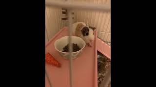 Guinea Pig Rodents Videos