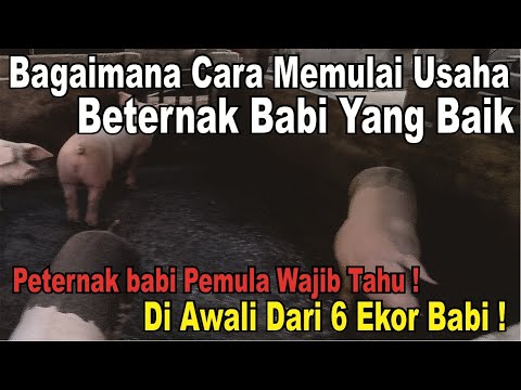 , title : 'Tips Ternak Babi Sukses Bagi Peternak Babi Pemula - Memulai Beternak Babi - Peternakan Babi'