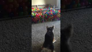 animale cainele vs ipad