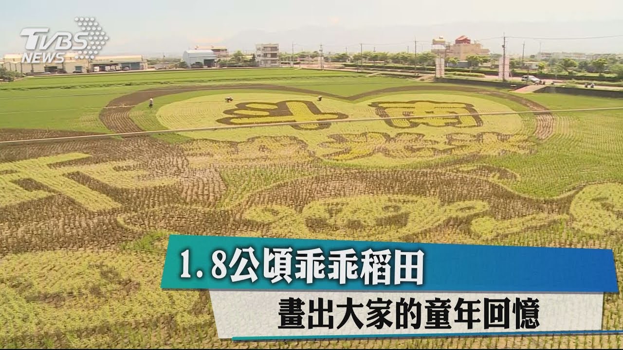 1.8公頃乖乖稻田　畫出大家的童年回憶