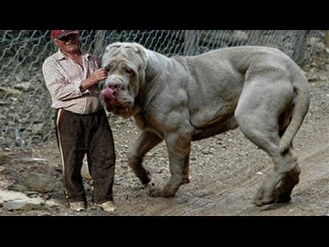Giant dogs of the world part 1!!!