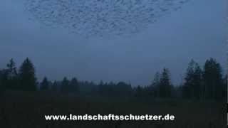 preview picture of video 'Vogelschwärme im Wurzacher Becken'