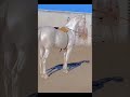 The Akhal-Teke is a horse breed known for its shiny coat which led to their nickname, Golden Horses