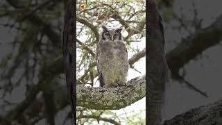 Verreauxs Eagle Owl Sounds (A Big Owl Bird In Tanzania In Africa)