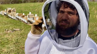 Why am I not making honey with my Bees?