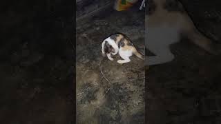 Download lagu Busy Playing 🥰 #youtubeshorts #cat #viral mp3