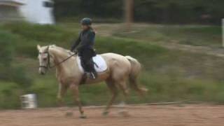 Field Mouse, American Warmblood Event Mare