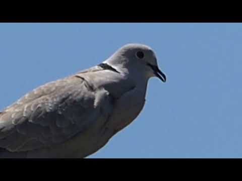 nature in my backyard episode 279 (HD)