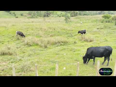Mostrando criação de gado no Povoado Fazenda do Povo em Ipiaú - Bahia 