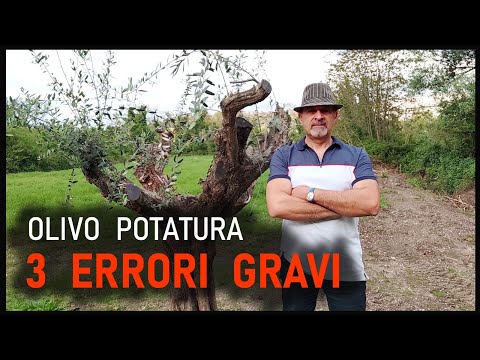 the most common and serious pruning errors made on olive trees