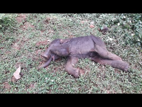 ജനിച്ചയുടൻ ജലസംഭരണിയിലേക്ക് തെന്നി വീണു; തള്ളയാനയെ കാത്ത് നാട്ടുകാർ; ആശങ്ക