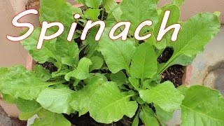 Growing Spinach (Palak) in a Container - Terrace Garden