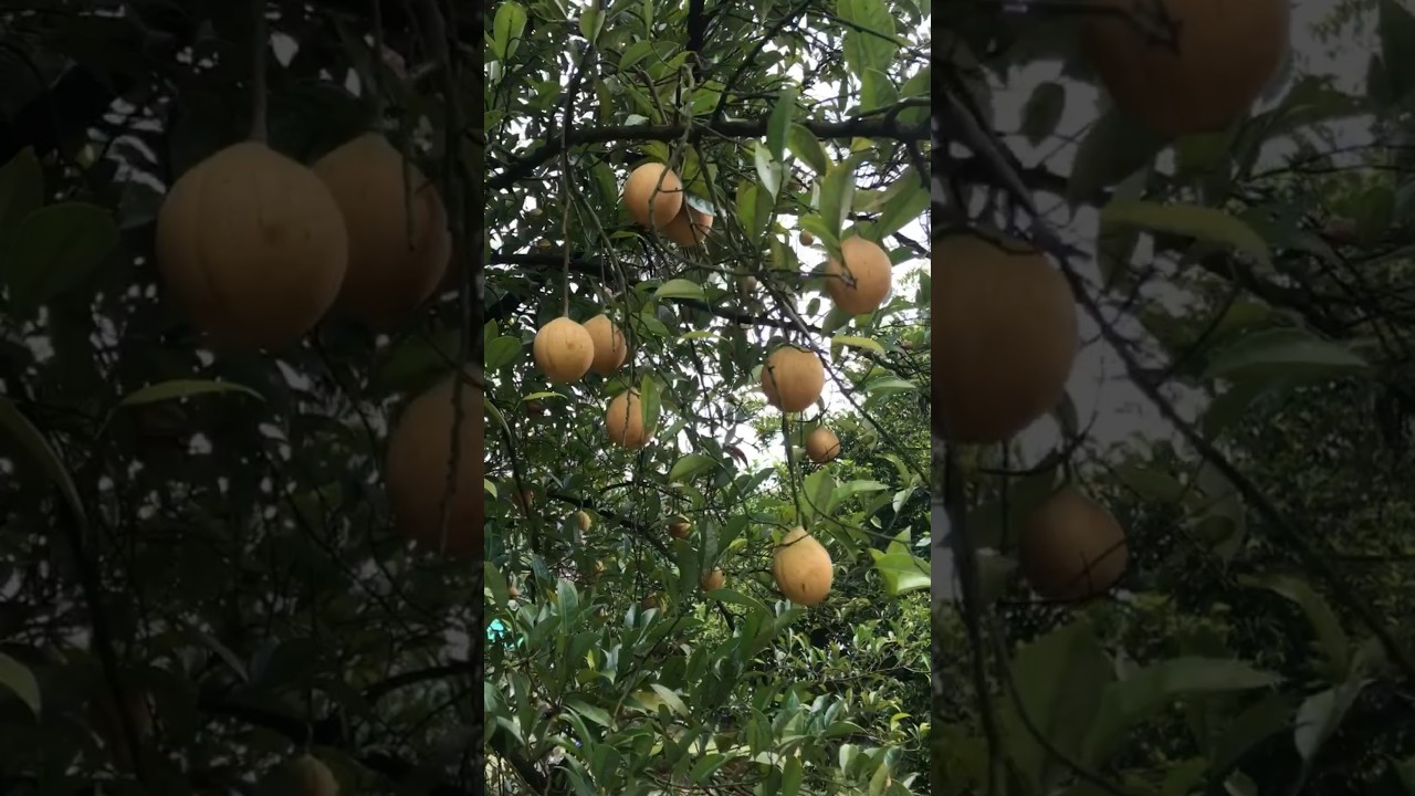 Home Tour🏡 Nova Nutmeg Farm🌳 #farmer #spices #nutmeg #kerala #india #kozhikode #stateaward #tourism