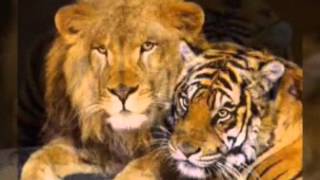 Картинки Амурских Тигров. Милые тигры