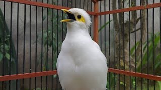 Download lagu Jalak Putih Gacor - Masteran Jalak Nusa Full Isian - Masteran Burung Jalak Pito mp3