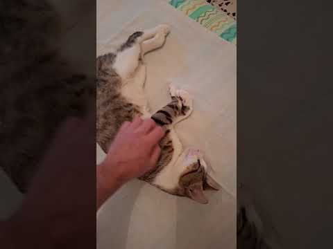 Regalo Tommy 6 mesi gatto maschio 
