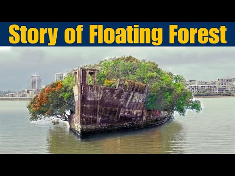 Floating Forest in Sydney | The Incredible Story of the SS Ayrfield Shipwreck