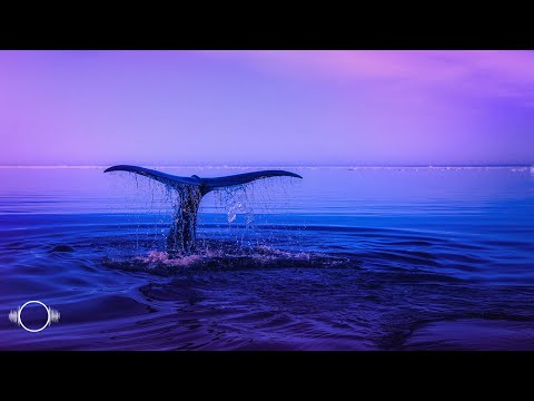 Relaxing Whale Sounds | 10 Hour Underwater Ambience White & Pink Noise | Sleep, Chill, Study, Relax