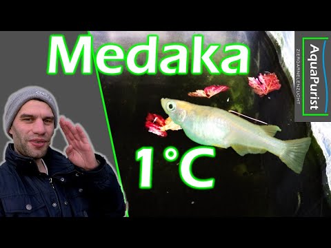 1°C in der Nacht! Medakas abfischen 2021