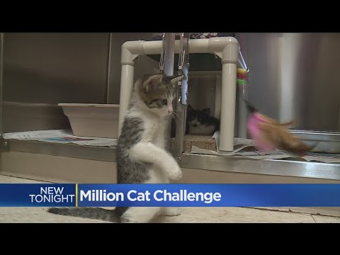 More Than 1 Million Cats Saved By Cutting Euthanasia Rates