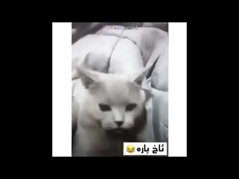 مرد😂😂ئاخ پارە😹