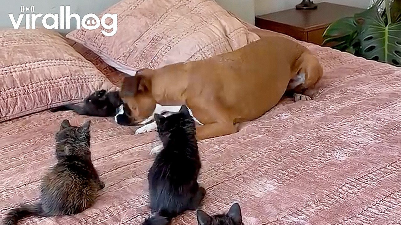 Boxer Dog Kitten Playtime || ViralHog