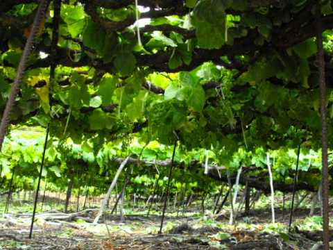 Los Nateros - La Vica. La Matanza de Acentejo.