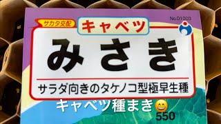 【キャベツ】種まき😄今日はチェーンポット使用2023/6/17本日透析日💦