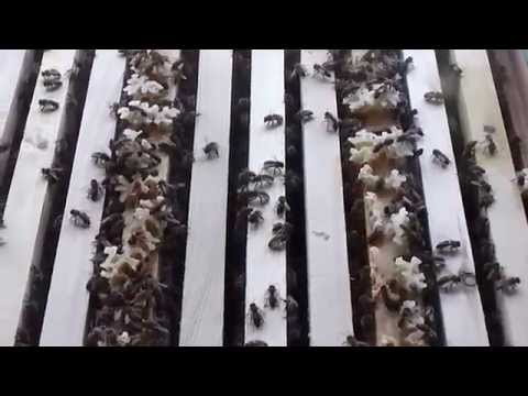 Ce reuseste sa faca o matca tanara si de calitate: De la 4 rame la 12 rame doar in primavara asta