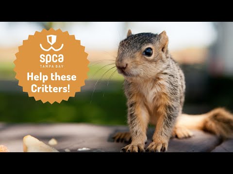 I Rescued A Baby Squirrel From My Backyard!