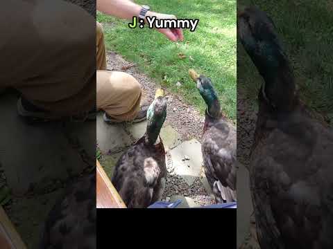 Boys! Time for a Food Test !!! Q&J 🦆🦆