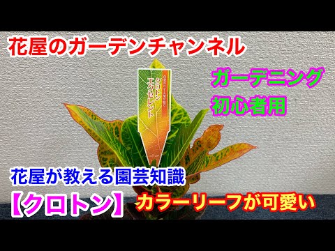 下剤クロトンについて詳しく解説