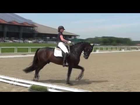 ROCK FOREVER II & Ann Kathrin Wilting - 1. Sichtung zur WM der jungen Dressurpferde 2016