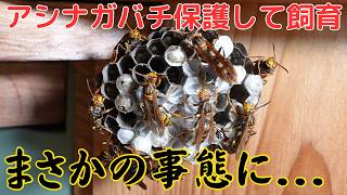 アシナガバチの巣を保護して飼育したらまさかの事態に