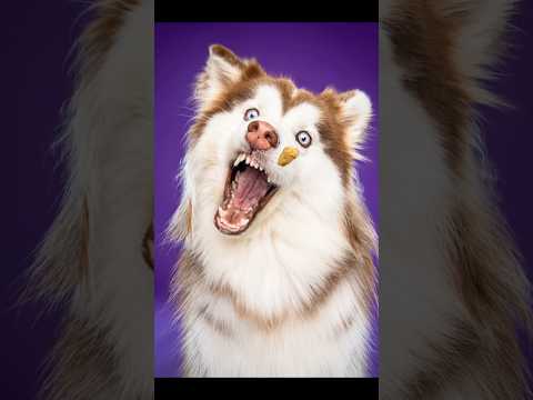 My dog cant catch treats
