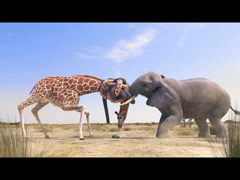 Girafa vs elefante