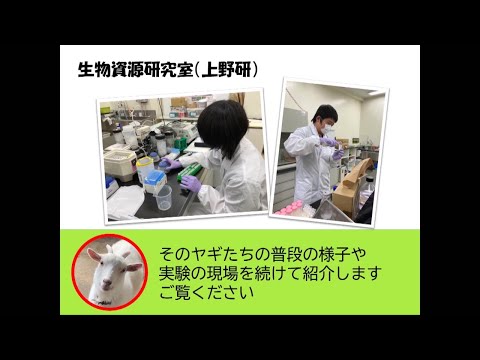 農学生命科学科 【農学部】上野豊准教授（生物資源研究室）2021オープンラボ動画