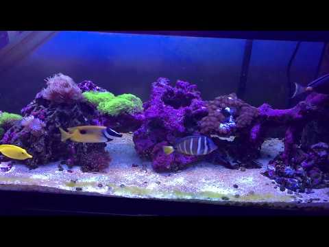 lowering nitrates with microbacter7 in saltwater tank - rotter tube reef