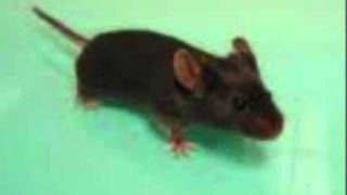 ma petite souris ( trop mignon !)