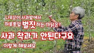 사과착과가 안될때  좋은사과 수확하려면 꼭해야하는것