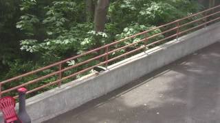 Turf war:  Crows vs. Squirrels